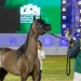 276 رأساً تتنافس في البطولة الوطنية الـ 15 لجمال الخيل العربية الأصيلة بالرياض