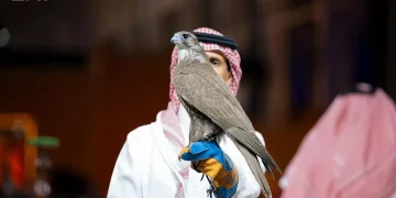 550 ألف ريال حصيلة الليلة الأولى من مزاد الصقور المنغولية في معرض الصقور 2026