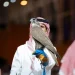 550 ألف ريال حصيلة الليلة الأولى من مزاد الصقور المنغولية في معرض الصقور 2026