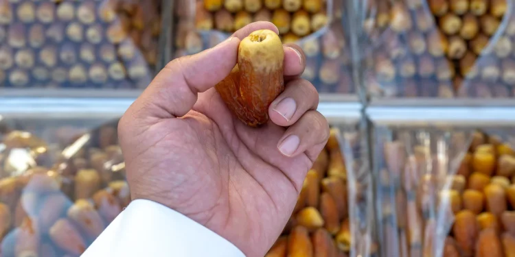 «الجِداد» في القصيم.. ختام موسم النخيل في المنطقة تنتج 584 ألف طن من التمور