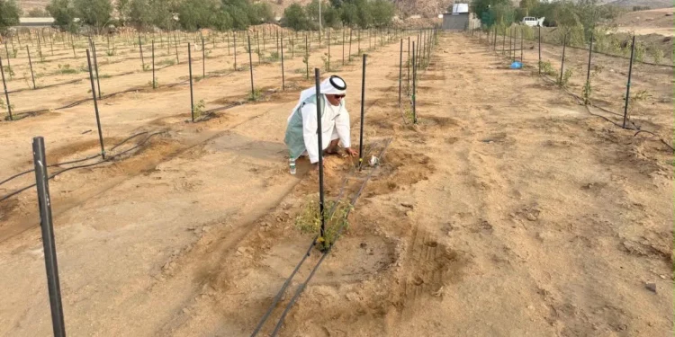 «بيئة مكة» تستصلح 145 مزرعة مهملة وتزرع 29 ألف شجرة خلال 2026