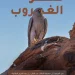 محمية الملك سلمان الملكية توثّق تعشيش صقر الغروب النادر في اليوم العالمي للطيور المهاجرة