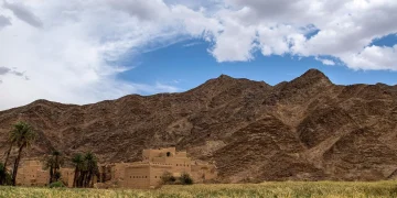 نجران في اليوم العربي للبيئة: 6.7 ملايين شجرة وأكثر من 5,000 مزرعة
