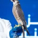 بيع صقر المويلح بـ(211) ألف ريال في تاسع ليالي مزاد المركز الوطني للصقور 2026