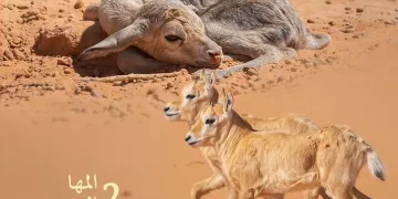 هيئة تطوير محمية الإمام عبدالعزيز بن محمد الملكية ترصد 19مولودًا للكائنات الفطرية خلال الربع الثالث من 2026