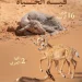 هيئة تطوير محمية الإمام عبدالعزيز بن محمد الملكية ترصد 19مولودًا للكائنات الفطرية خلال الربع الثالث من 2026