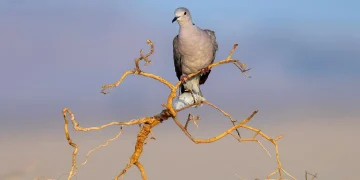 سواحل جدة محطة موسمية للطيور المهاجرة بين ثلاث قارات