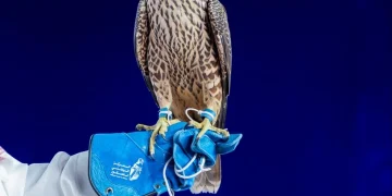 بيع ثلاثة صقور بـ 580 ألف ريال في الليلة الـ 12 من ليالي مزاد المركز الوطني للصقور 2026